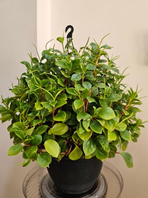 Vibrant Lime Green Peperomia Orba: A Splash of Colour and Elegance!