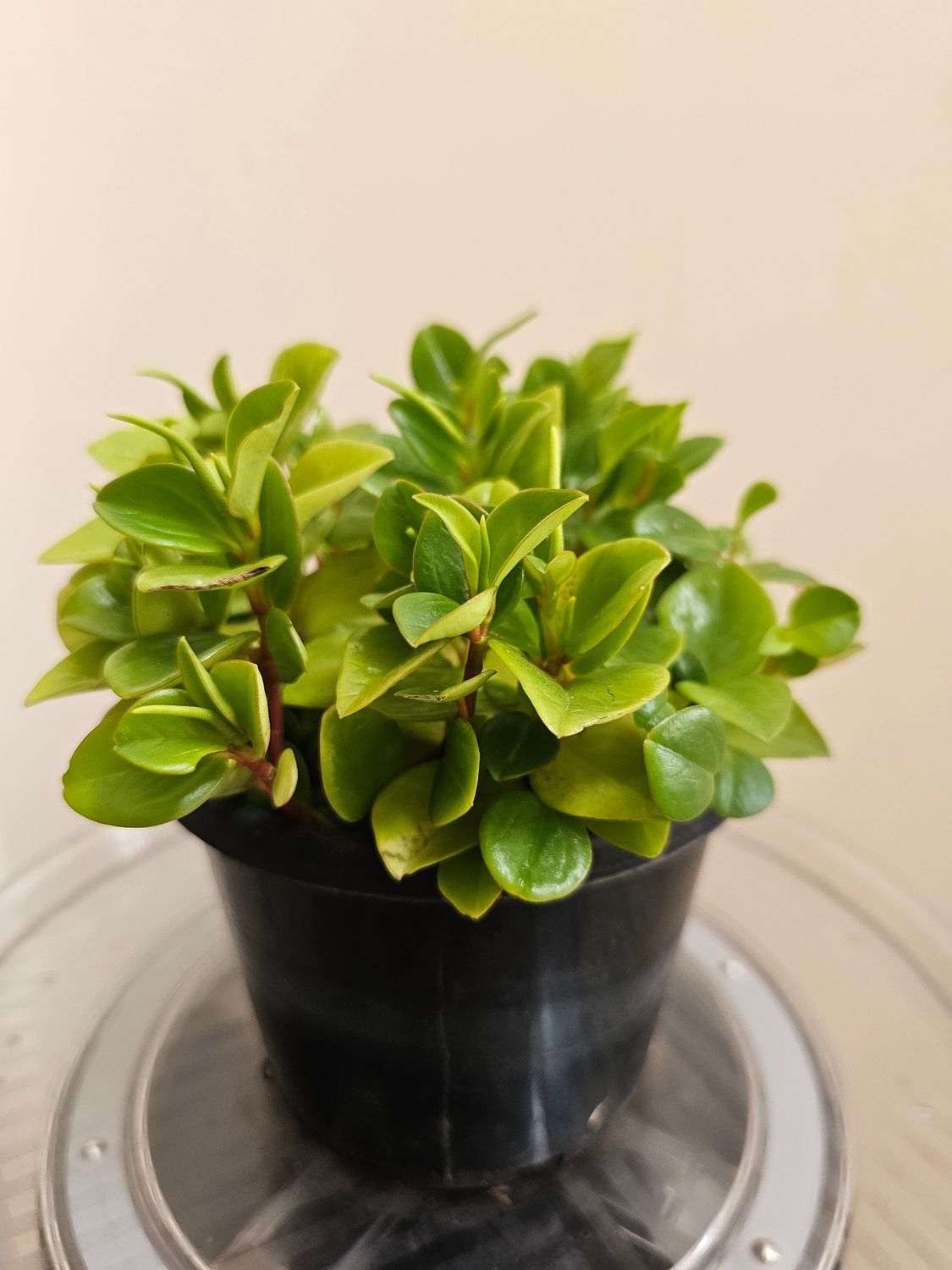 Vibrant Lime Green Peperomia Orba: A Splash of Colour and Elegance!