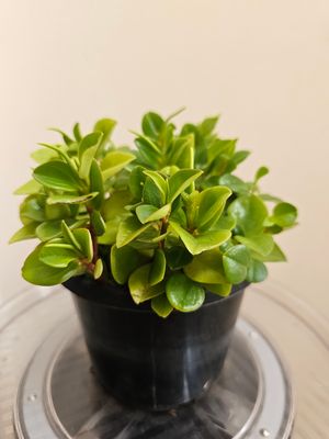 Vibrant Lime Green Peperomia Orba: A Splash of Colour and Elegance!
