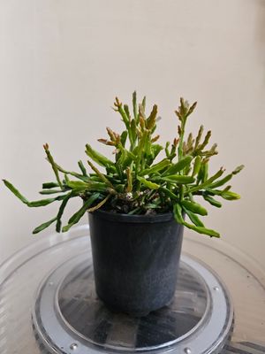Low Maintenance Charm – Unique, Cascading Rhipsalis Sulcata Cactus