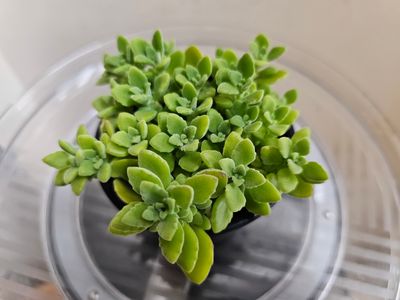 Aromatic Charm: Plectranthus hadiensis var. tomentosus ‘Lemon Vicks Plant