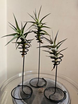 Multiply with Ease: The Resilient Clumping Tillandsia Bergeri Air Plant