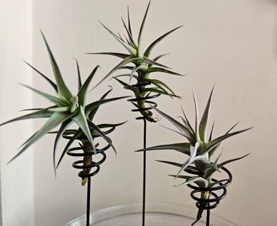 Multiply with Ease: The Resilient Clumping Tillandsia Bergeri Air Plant