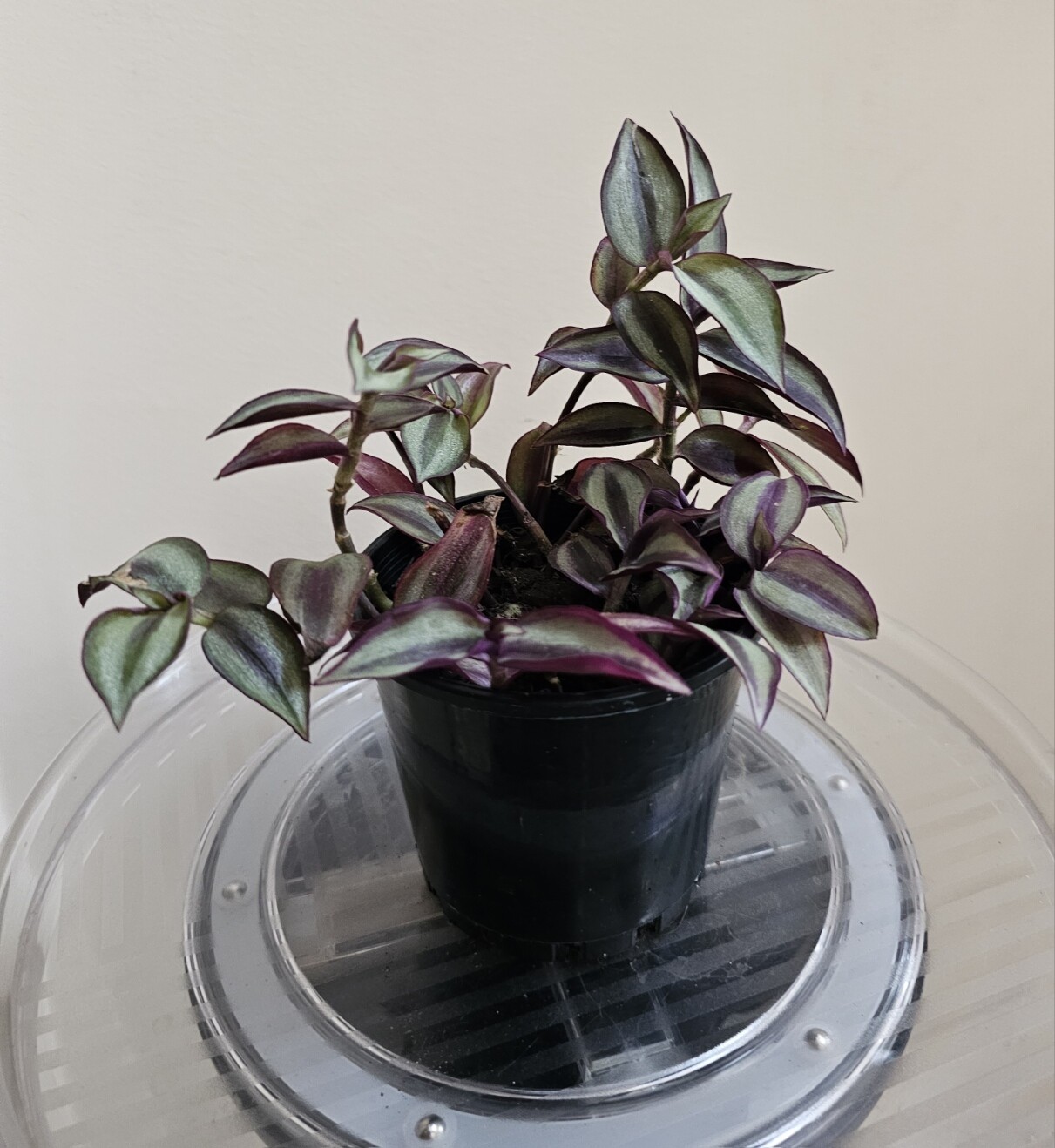 Drought Tolerant Air-Cleaning Tradescantia Zebrina 'Green Ghost'