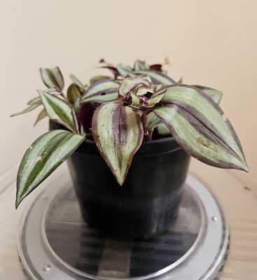 Drought Tolerant Air-Cleaning Tradescantia Zebrina 'Green Ghost'
