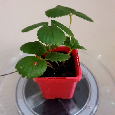 Sweet Maddie: A Lush, Flavourful Strawberry Plant