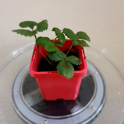 Sweet Maddie: A Lush, Flavourful Strawberry Plant Sweet Maddie: A Lush, Flavourful Strawberry Plant