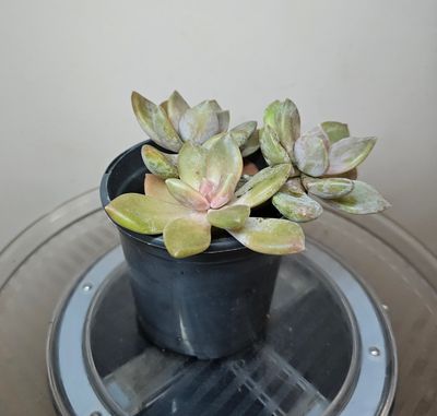 Graptopetalum Paraguayense Ghost Plant: Pearl-like Glow Delicate Beauty