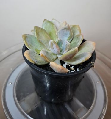 Graptopetalum Paraguayense Ghost Plant: Pearl-like Glow Delicate Beauty