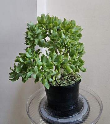Crassula Ovata Undulatifolia 'Ripple Jade' - Sculptural Succulent with Twisting Charm!
