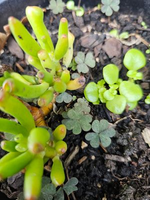 🌿 Creepers and Oxalis Control in the Garden