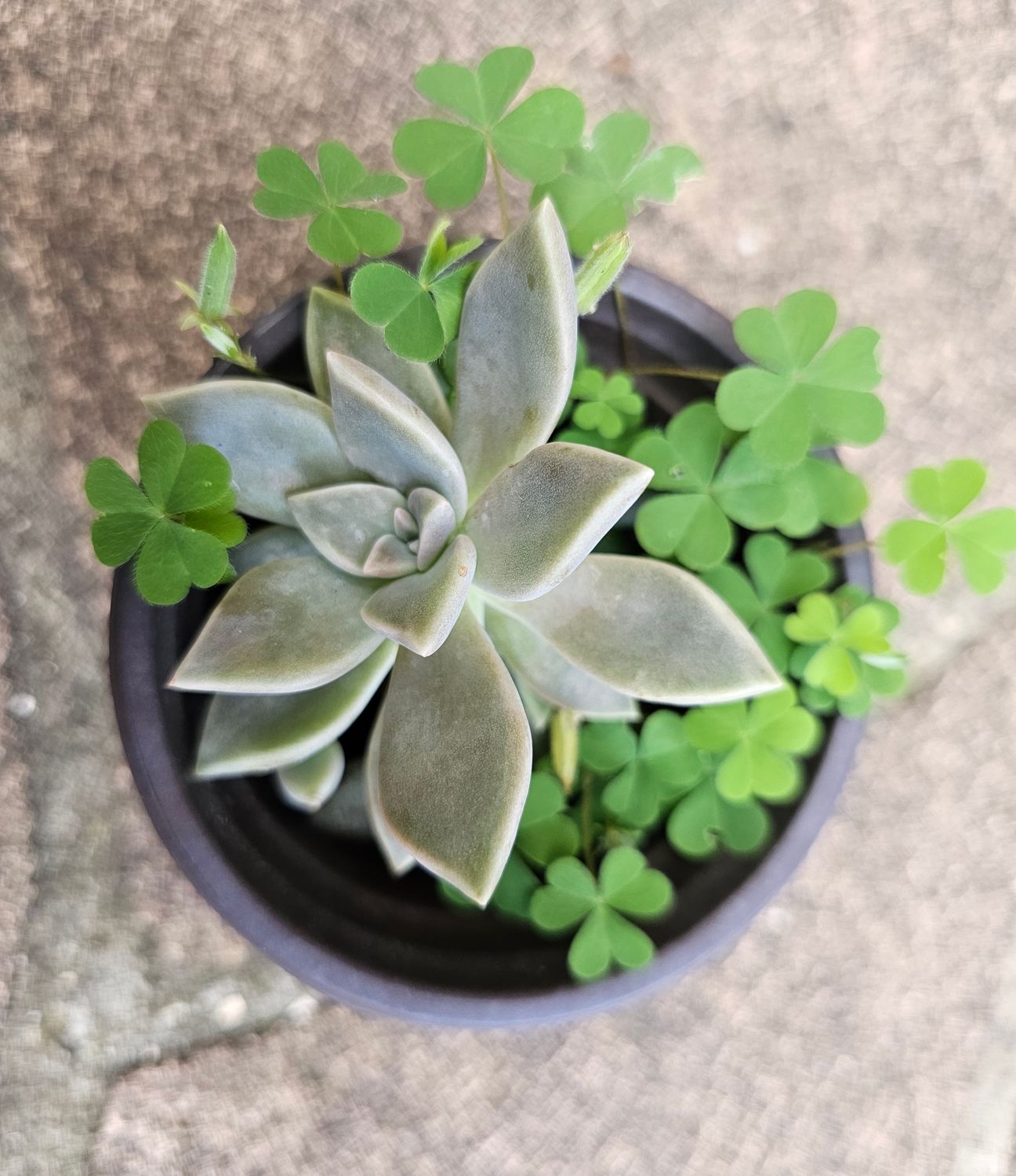 🌿 Creepers and Oxalis Control in the Garden