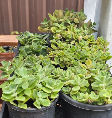 Plectranthus Tomentosa ‘Vick’s Plant’ – Aromatic &amp; Velvety!
