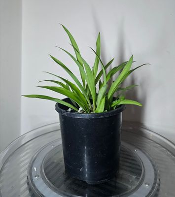 Rare Air-Purifying Chlorophytum Comosum Lemon ‘Spider Plants’