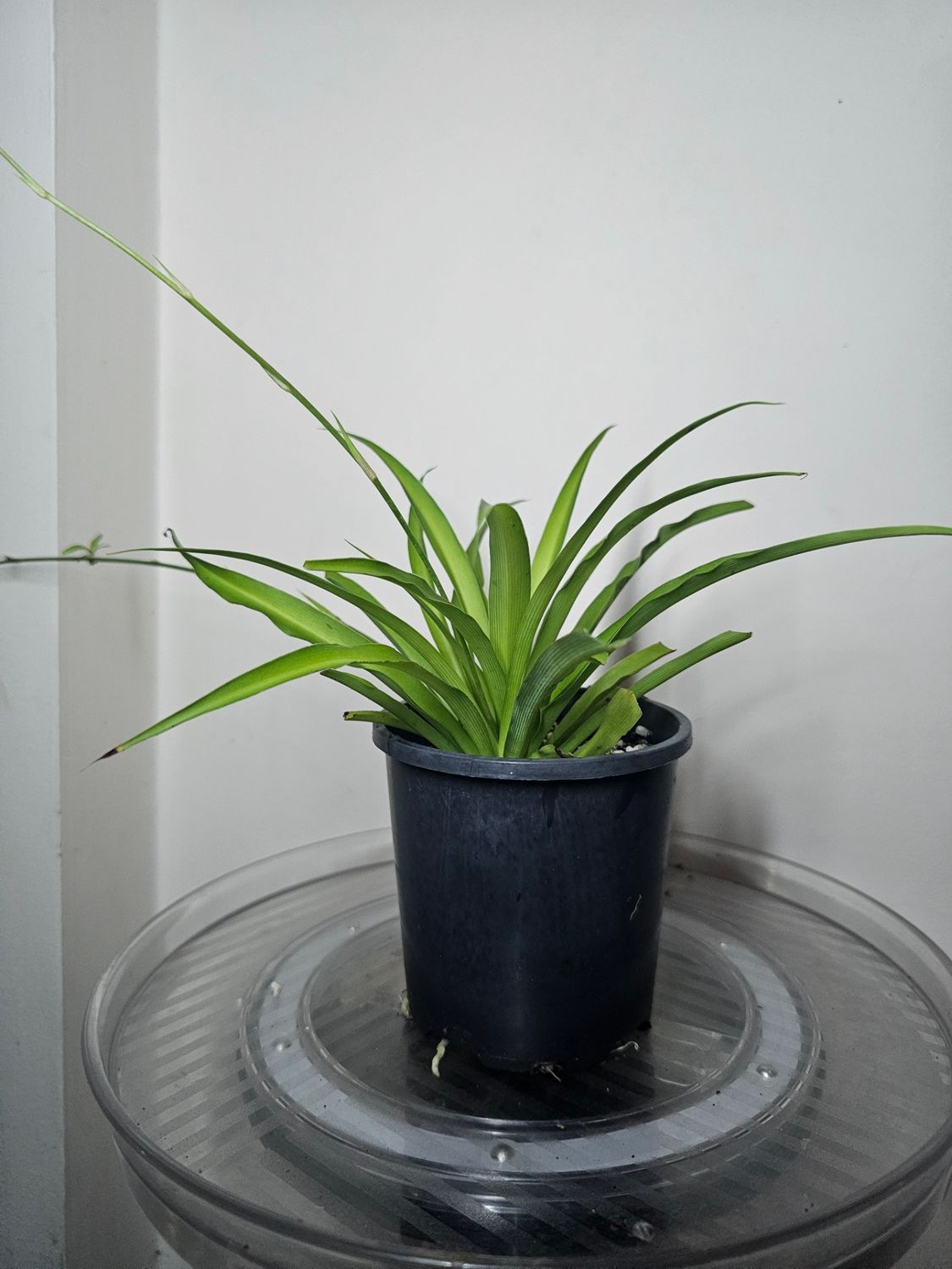Rare Air-Purifying Chlorophytum Comosum Lemon ‘Spider Plants’