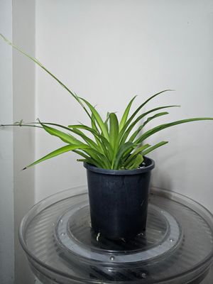 Rare Air-Purifying Chlorophytum Comosum Lemon ‘Spider Plants’