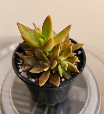 Golden Glow Sedum Adophii – A Tropical Delight