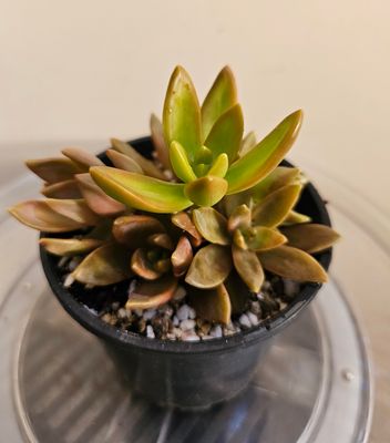 Golden Glow Sedum Adophii – A Tropical Delight