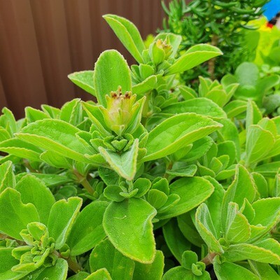 Ornamental Houseplant Plectranthus Tomentosa ‘Vick's Plant'