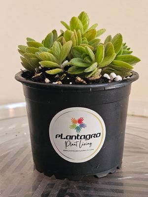 Ornamental Houseplant Plectranthus Tomentosa ‘Vick's Plant'
