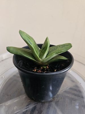 Gasteria ‘Little Warty’ – A Sculptural Speckled Beauty for Modern Interiors Gasteria ‘Little Warty’ – A Sculptural Speckled Beauty for Modern Interiors