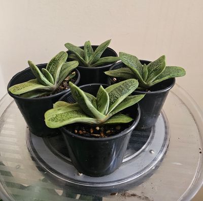 Gasteria ‘Little Warty’ – A Sculptural Speckled Beauty for Modern Interiors