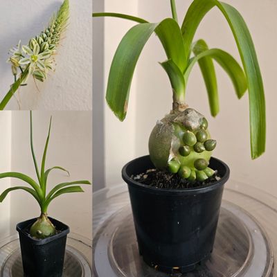 🌿Ornithogalum Longibracteatum Pregnant Onion ✨ Sculptural • Unusual • Easy Care 🌿Ornithogalum Longibracteatum Pregnant Onion ✨ Sculptural • Unusual • Easy Care