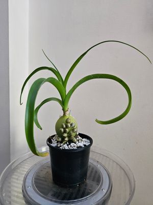 🌿Ornithogalum Longibracteatum Pregnant Onion ✨ Sculptural • Unusual • Easy Care