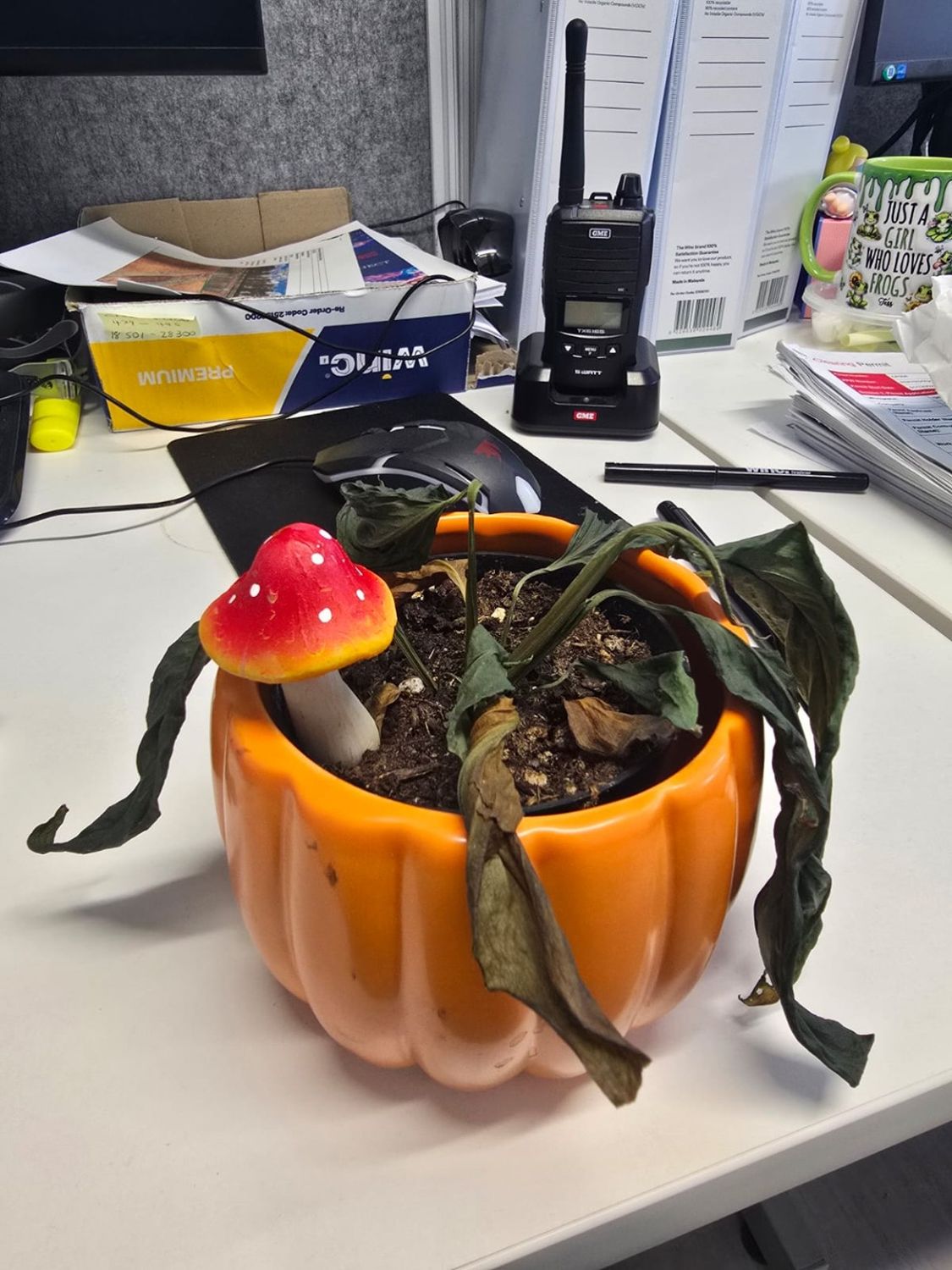 🌿 From Crispy to Comeback: Saving a Severely Dehydrated Pothos