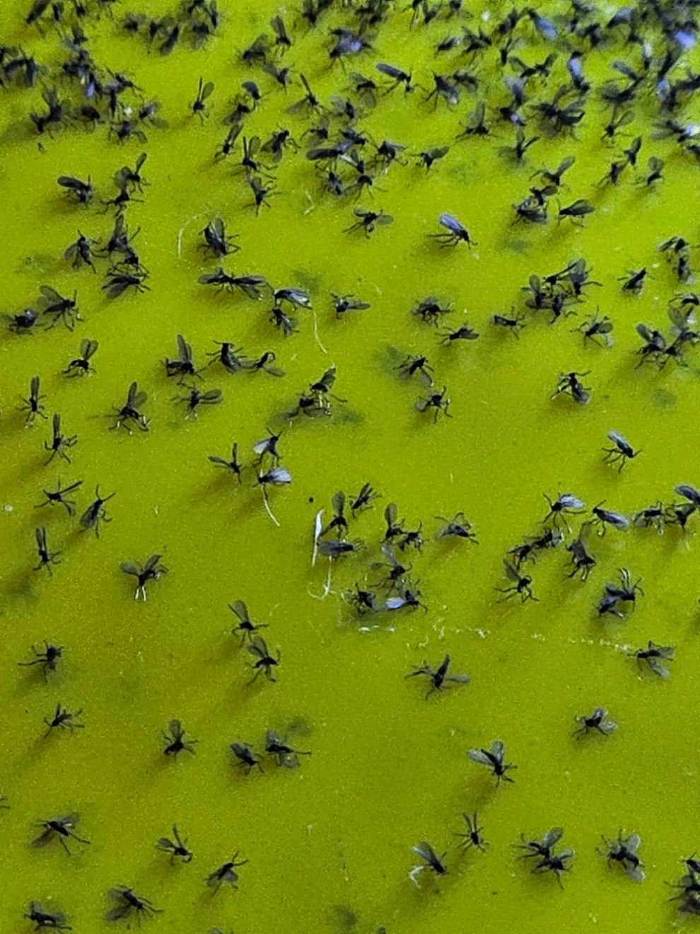 Stop Fungus Gnats for Good: Simple, Effective Treatment That Works
