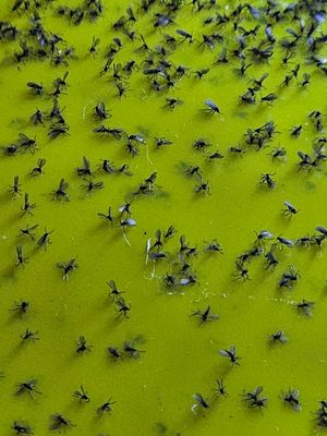 Stop Fungus Gnats for Good: Simple, Effective Treatment That Works