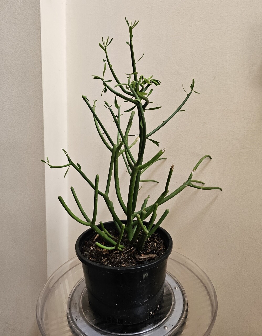 Sculptural Soft Agave Attenuata (Foxtail Agave) with Elegant Flowing Form