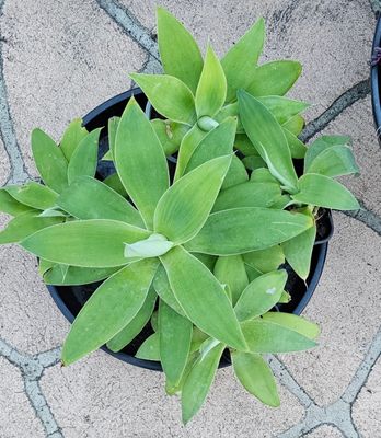 Sculptural Soft Agave Attenuata (Foxtail Agave) with Elegant Flowing Form