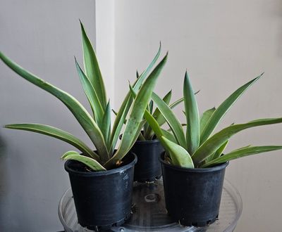 Agave Desmettiana Type Architectural Smooth Agave Sharp Tip Plant (Smooth Agave Hybrid)