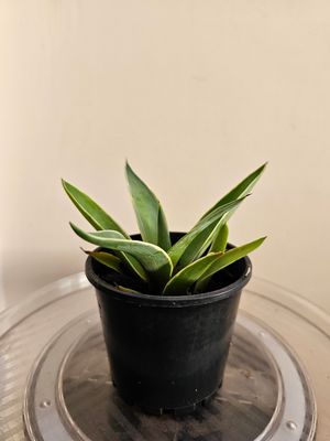 Agave Desmettiana Type Architectural Smooth Agave Sharp Tip Plant (Smooth Agave Hybrid)