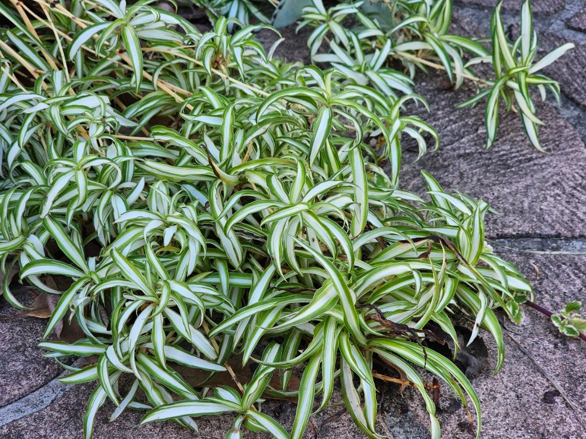 Air Purifying Chlorophytum Comosum ‘Spider Plants-Variegatum'