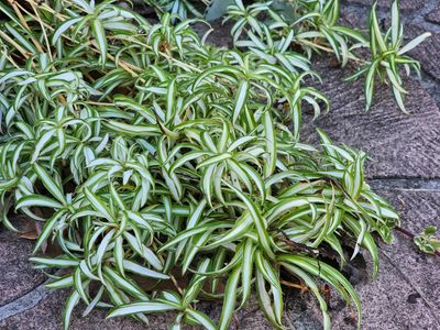Air Purifying Chlorophytum Comosum ‘Spider Plants-Variegatum'