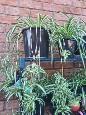 Air Purifying Chlorophytum Comosum ‘Spider Plants-Variegatum'