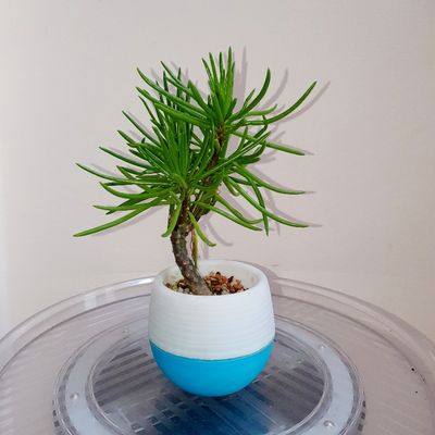 🌿 How to Style a Peperomia Ferreyrae into a Mini Bonsai