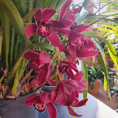 Dazzling Cymbidium Orchids 'Ruby Eyes Red Baron' - Luxurious Blooms with Regal Beauty