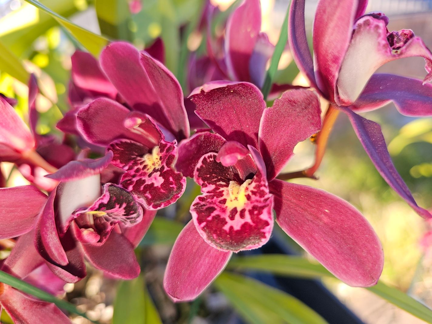 Dazzling Cymbidium Orchids 'Ruby Eyes Red Baron' - Luxurious Blooms with Regal Beauty