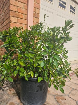 🍊 Limau Kasturi: More Than Just a Little Lime