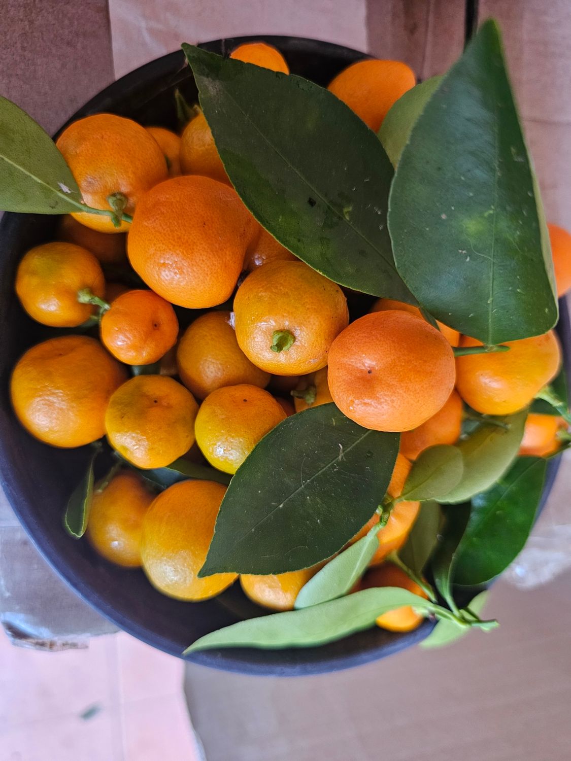 🍊 Limau Kasturi: More Than Just a Little Lime