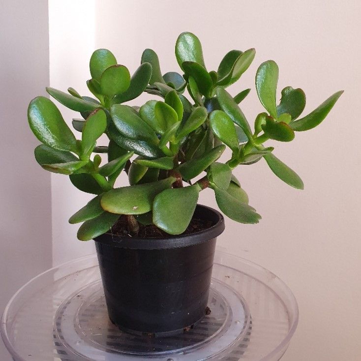 🧧🌿 Best Feng Shui Plants for Good Luck &amp; Prosperity