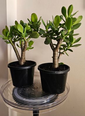 🧧🍀💰 Best Feng Shui Plants for Good Luck &amp; Prosperity