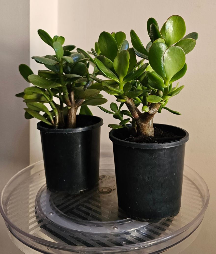🧧🍀💰 Best Feng Shui Plants for Good Luck &amp; Prosperity
