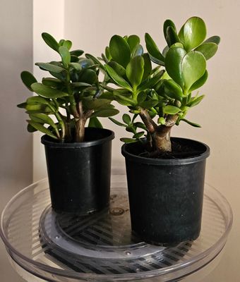 🧧🍀💰 Best Feng Shui Plants for Good Luck &amp; Prosperity