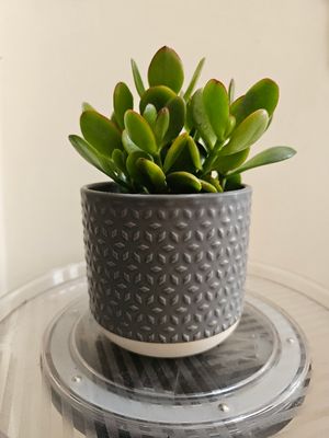 🧧🍀💰 Auspicious Jade Plants: The Ultimate Guide to Varieties, Feng Shui &amp; Good Fortune