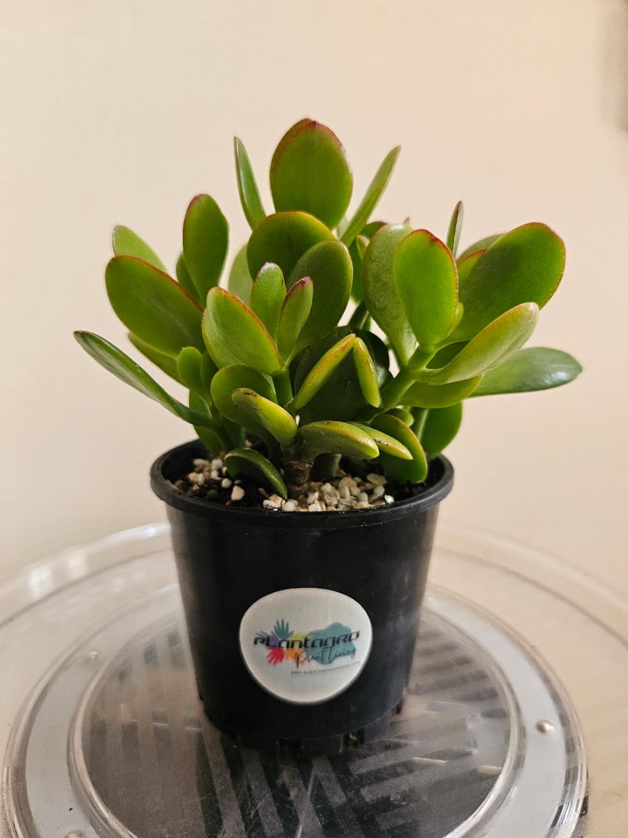🧧🍀 Auspicious Jade Plants: The Ultimate Guide to Varieties, Feng Shui &amp; Good Fortune