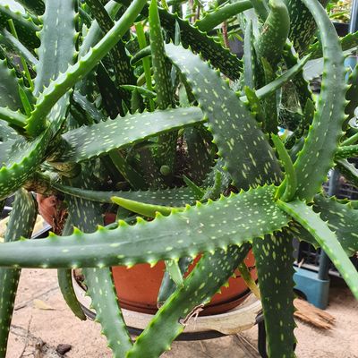 🌵🌵 Aloe Plants: A Fascinating Collection of Shapes, Colours &amp; Character